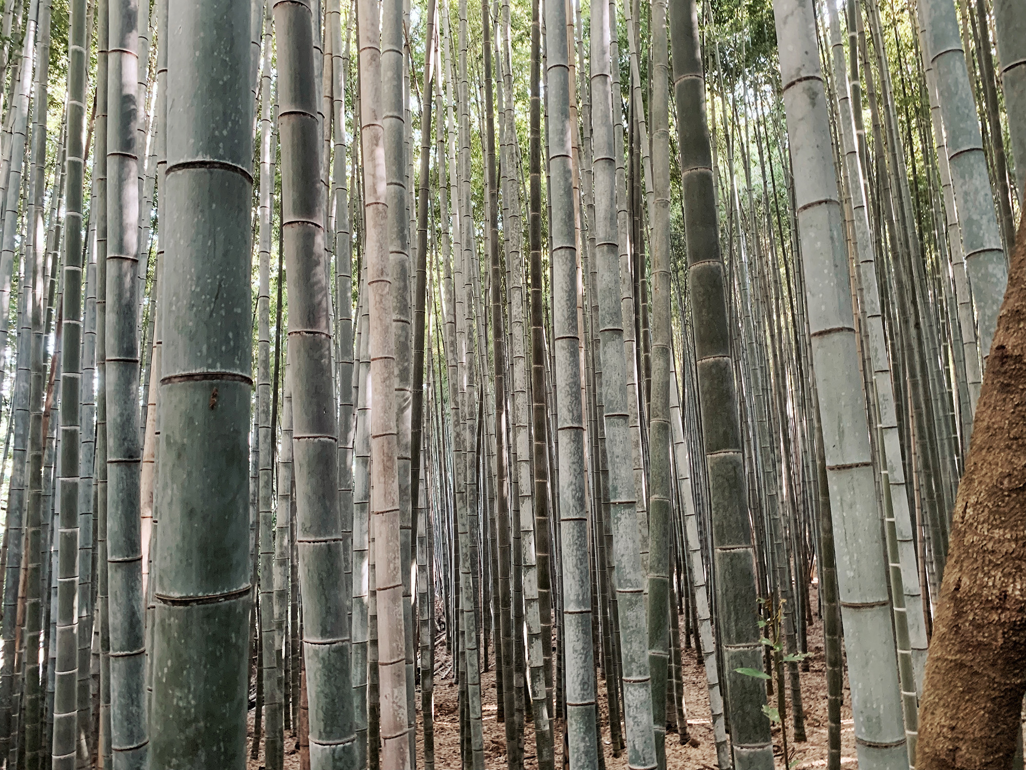 Kyoto Guide - Arashiyama Bamboo Grove