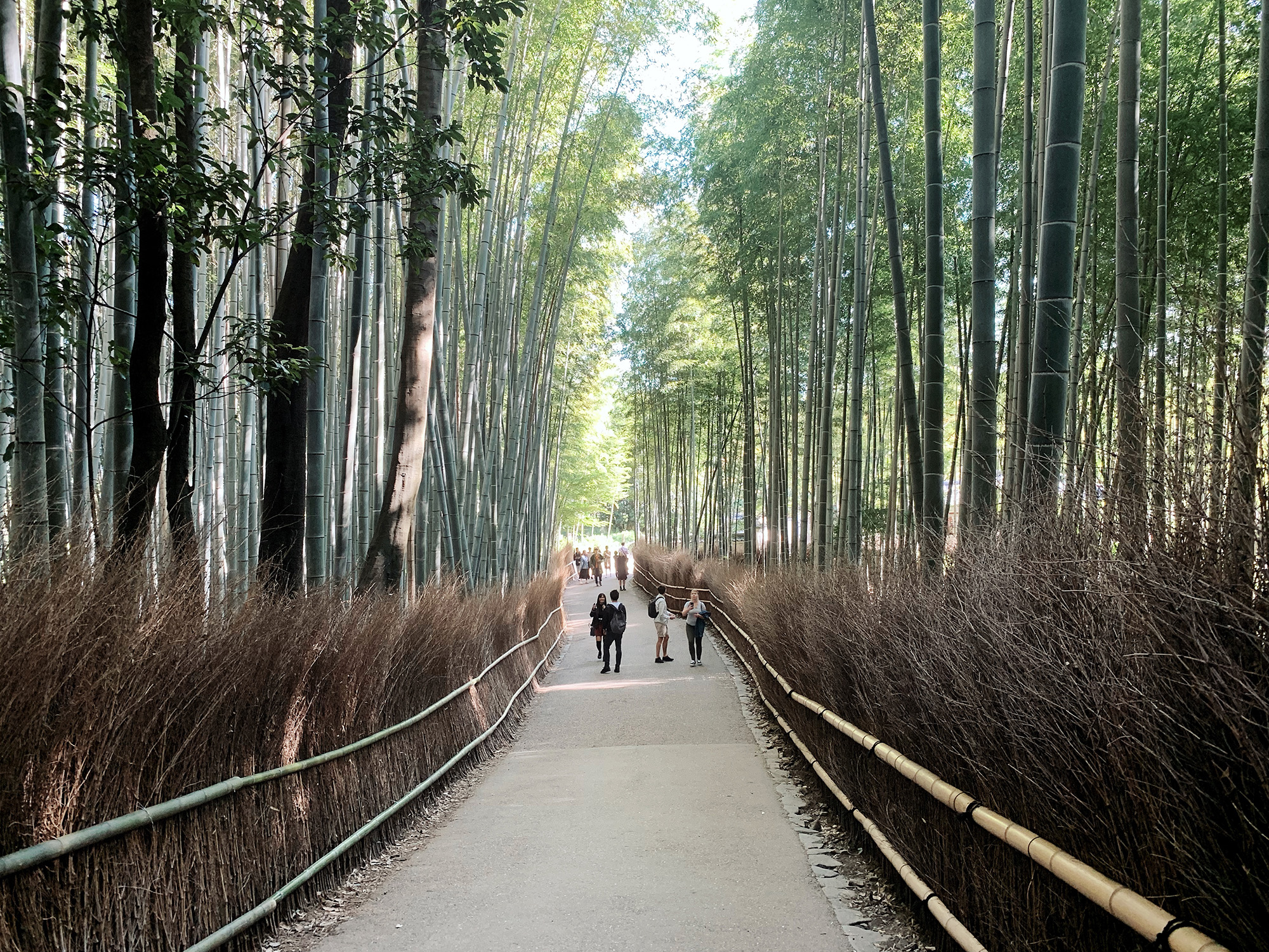 Kyoto Guide - Arashiyama Bamboo Grove