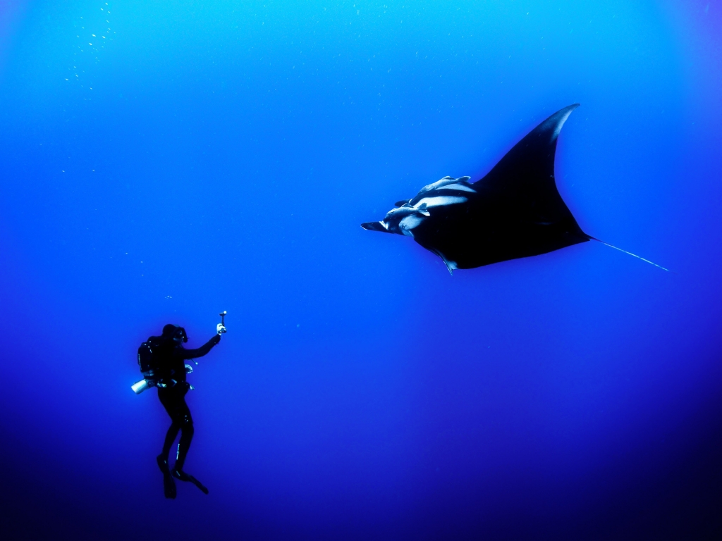 manta ray snorkel