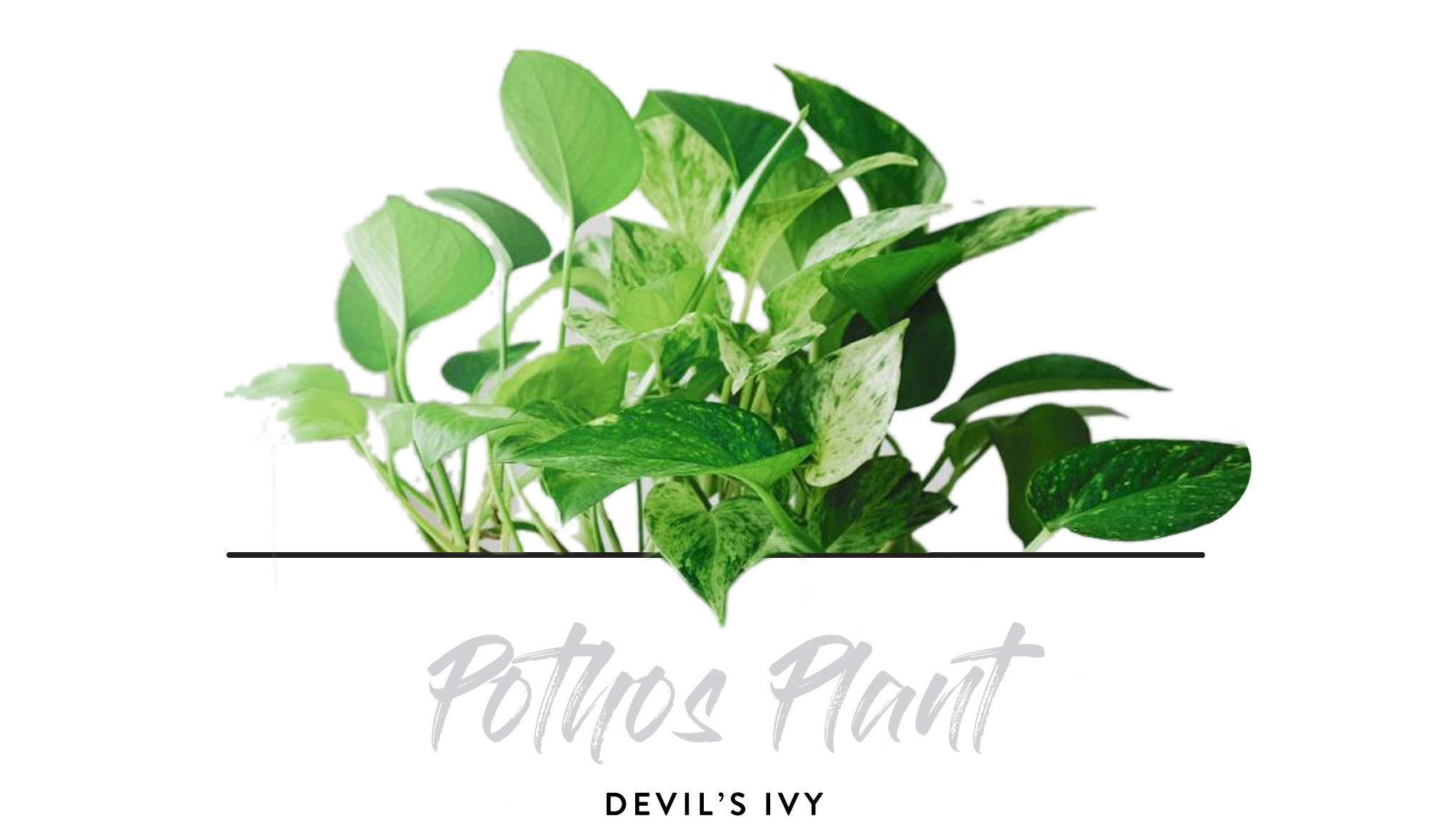 Indoor Plants - Pothos PLant