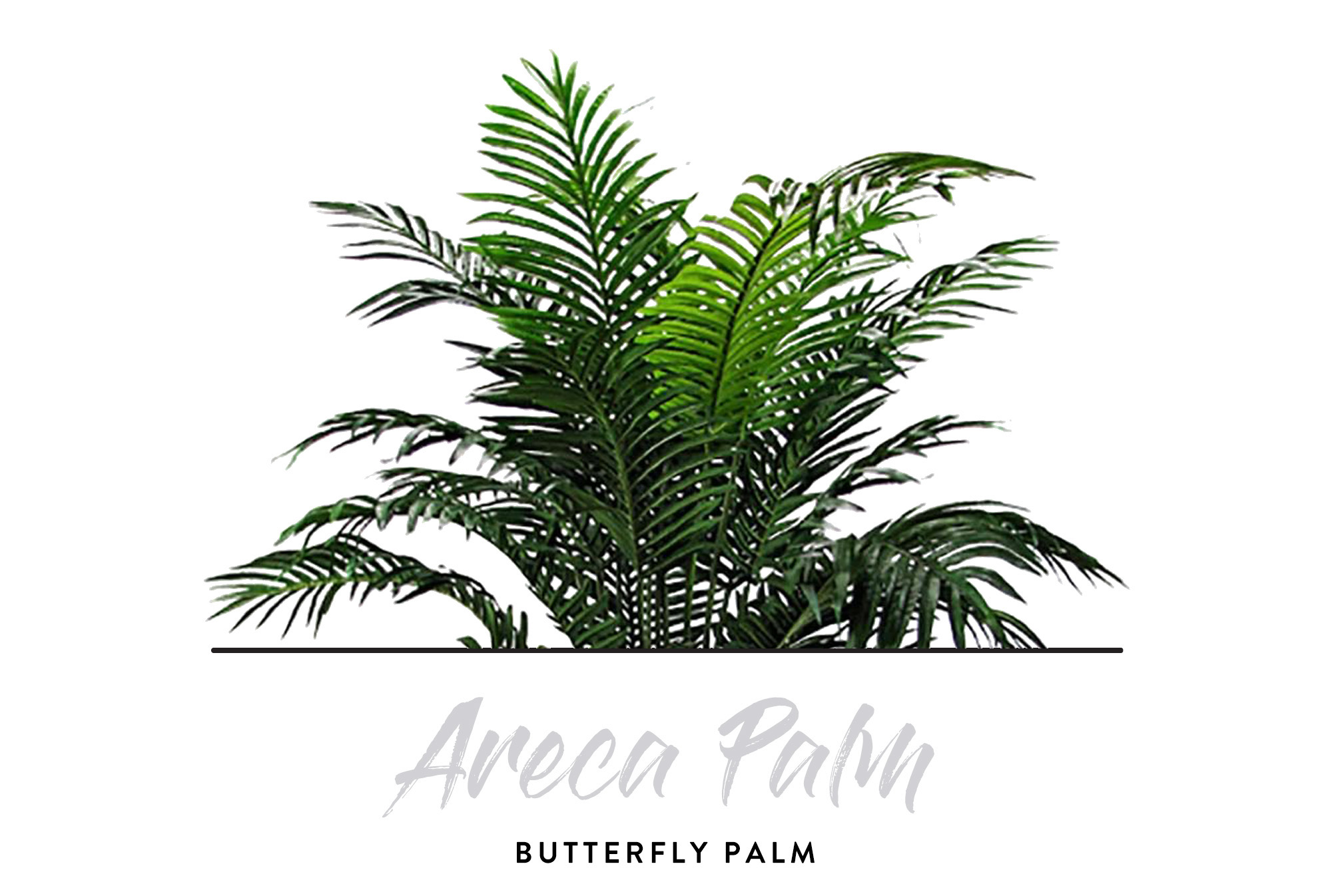 Indoor Plants - Areca Palm